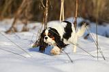 CAVALIER KING CHARLES 434